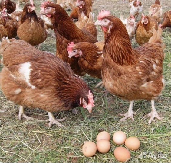 Куры молодки несушки