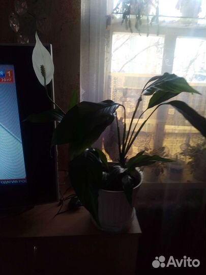 Сансевиерия