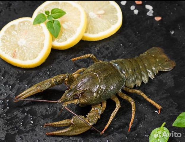 Раки Крабы Устрицы опт и розница