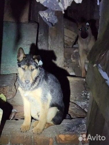 Собака в добрые руки