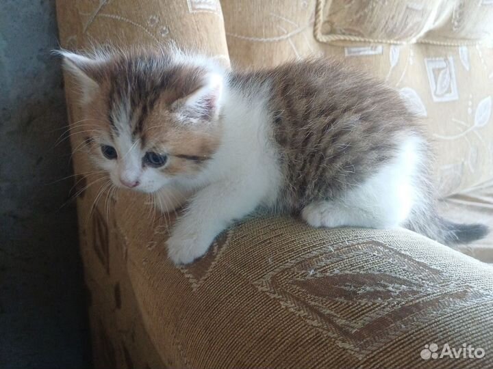 Котята, отдам в добрые руки