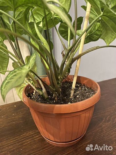 Сингониум батерфляй