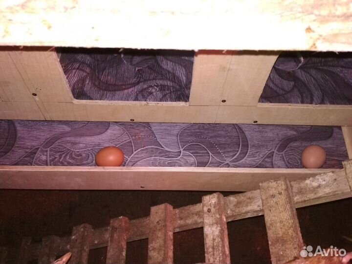 Изготовлю гнезда с яйцесборником