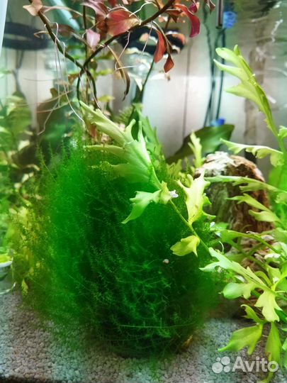 Аквариумное растение