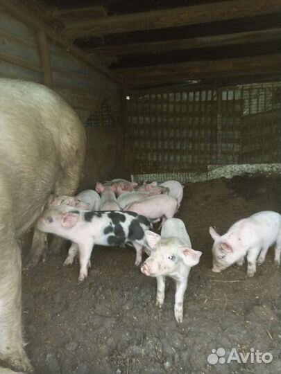 Поросята ландрас дюрок