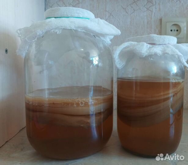 Чайный гриб