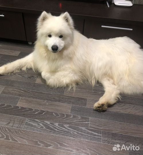 Передержка собак и щенков