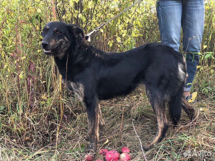 Дина, молодая собака