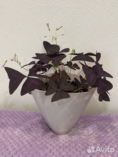 Цветок на 1 сентября Кислица/Оксалис