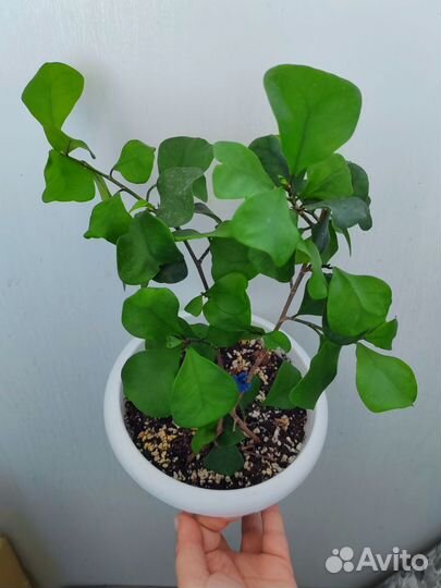 Фикус грим дрим