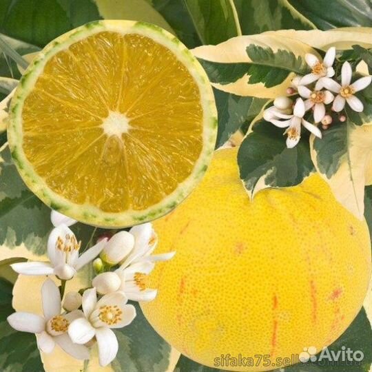 Апельсин Паначе(желтая вариегатность)