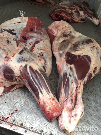 Говядина охлаженная быки шейные в полутушах