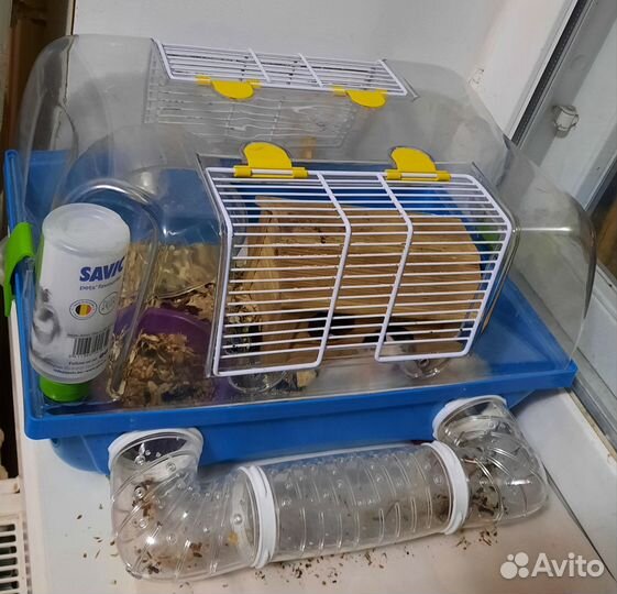 Ангорские хомячки и клетки