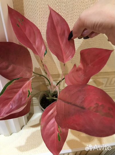 Аглаонема Cochin Terracotta(Оранж)