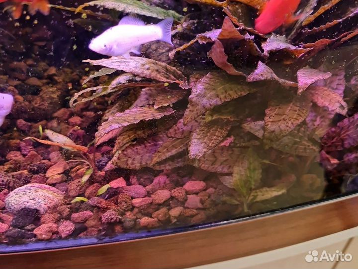 Криптокорина нури кустик