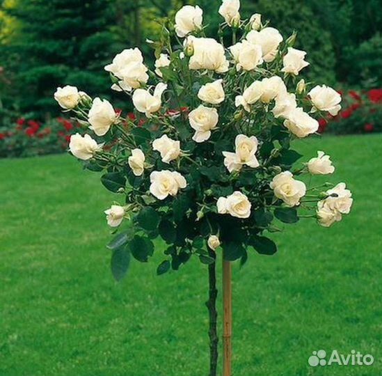 Роза на штамбе