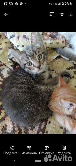 Котята