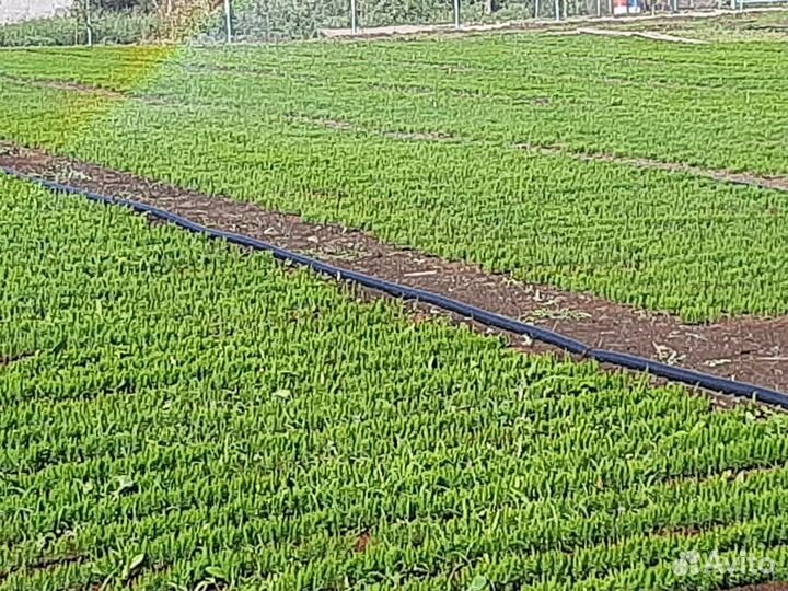 Рассада (Саженцы Спаржи)