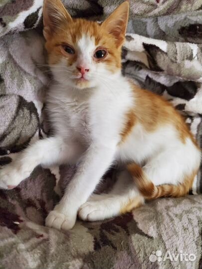 Рыжий котенок