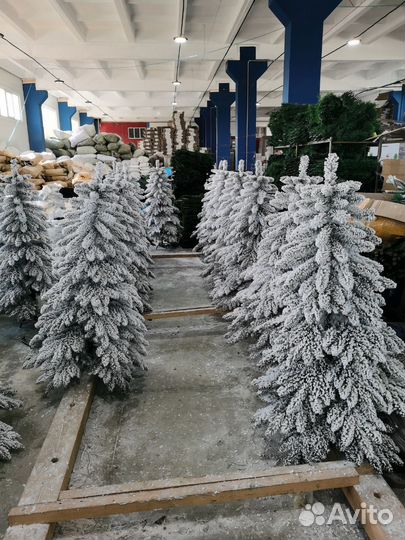 Ёлки оптом