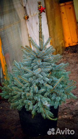 Ель живая голубая в горшке, саженец купить в Курске | Товары для дома и ...