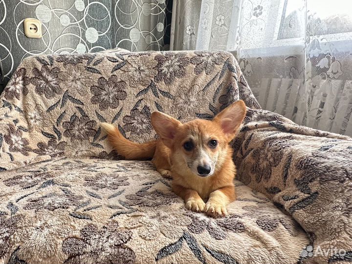Продаются щенки корги девочки