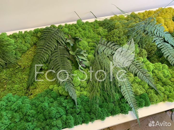 Картина со мхом в белой раме