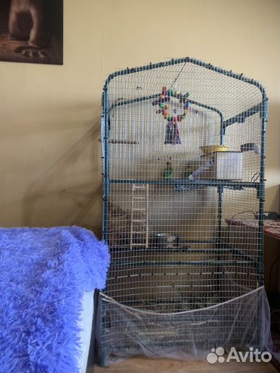 Попугай неразлучники с клеткой