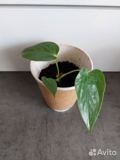 Антуриум красный