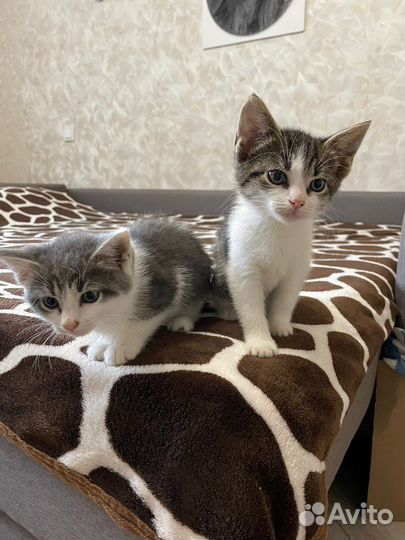 Котята бесплатно