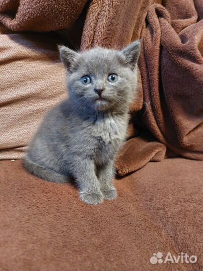 Отдам котят в добрые и надежные руки