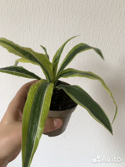 Хлорофитум вариегатный Драцена