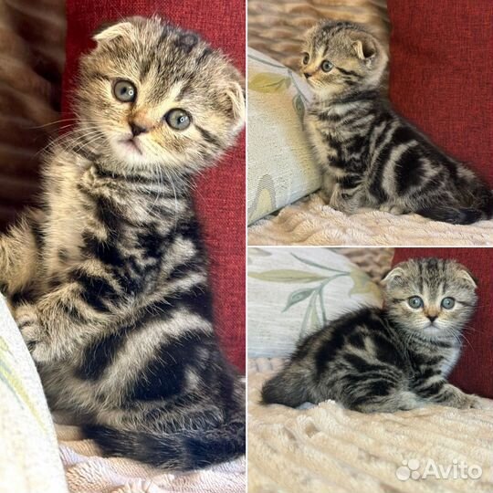 Шотландские вислоухие котята