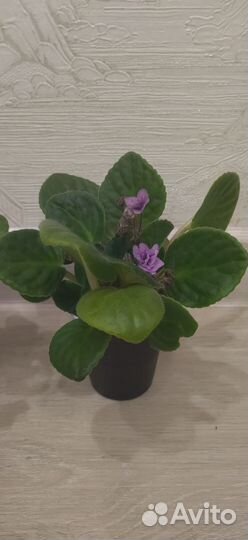 Фиалка Поль Баньян