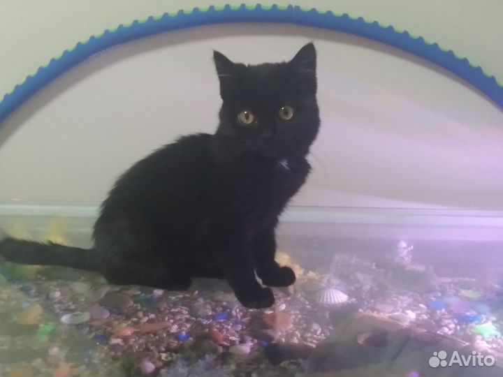 Черный котенок девочка