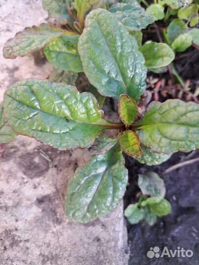 Неприхотливые цветы для сада