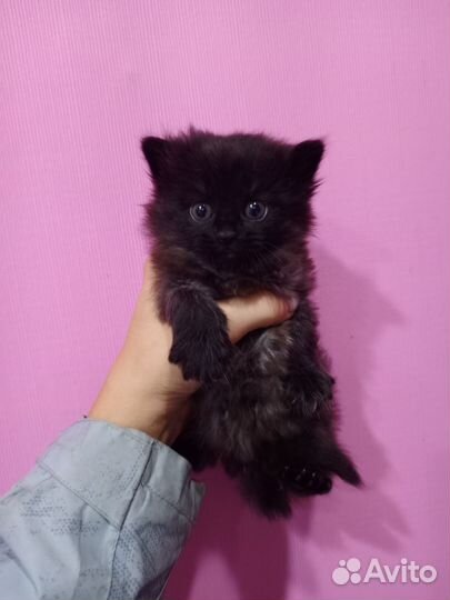 Котята в добрые руки 1 месяц