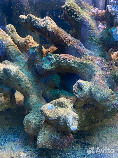 Живые камни