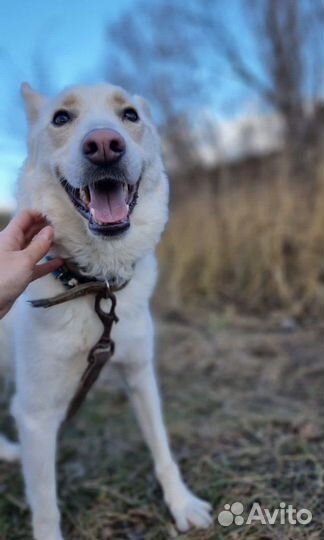 Сногсшибательный блондин ищет семью