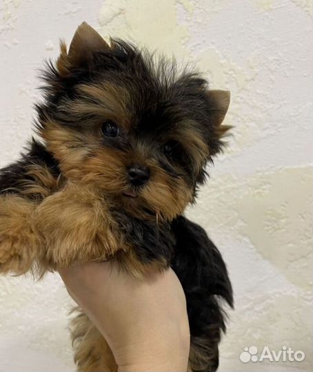 Йоркширский терьер