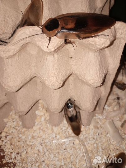 Таракан мраморный и не только