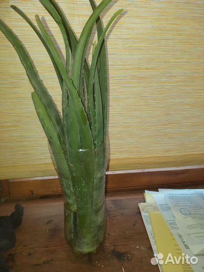 Алое вера настоящее(барбадоское), лечебное