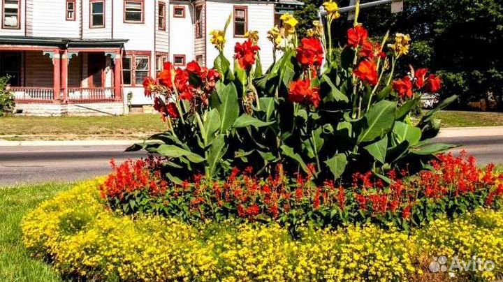 Цветы канны