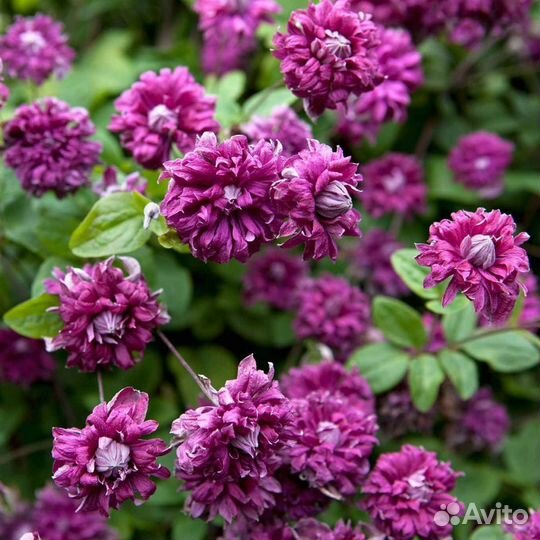 Клематис, бронь на весну, гр. 3