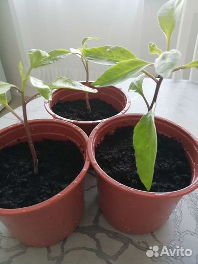 Растение Джинура (Гинура) распростертая, лечебная