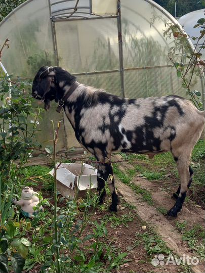 Козы камори