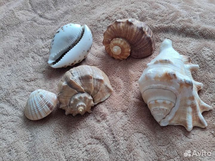 Морские ракушки