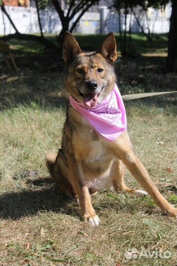 Ласковая Стеша в поисках семьи