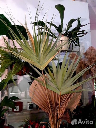 Лист пальмы (вашингтония, цикас,веерная)