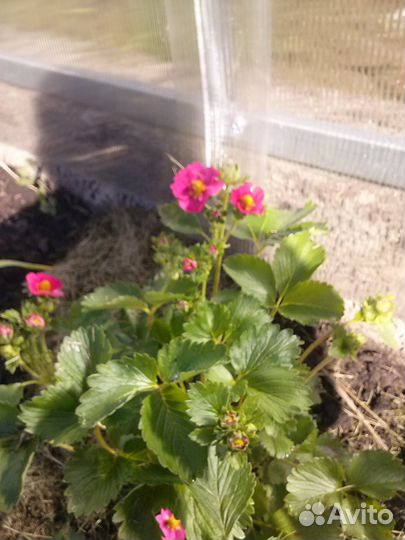 Розовая клубника вкусная